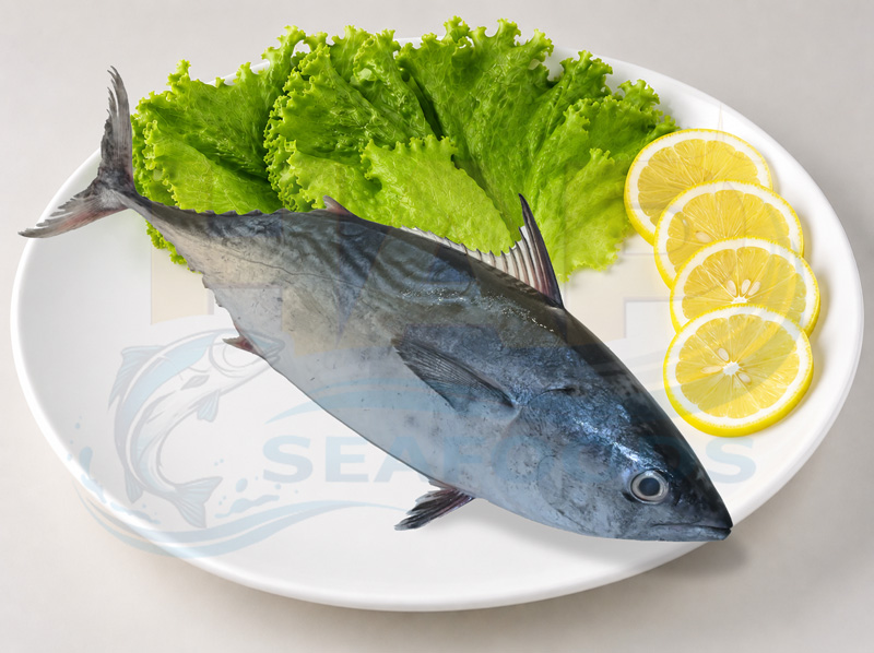 Cá ngừ bông - Hình ảnh 3