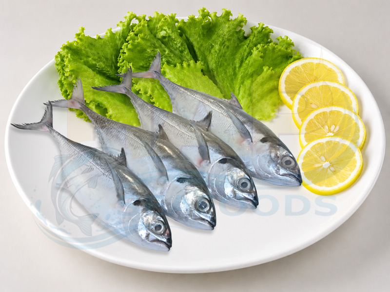 Cá Sòng