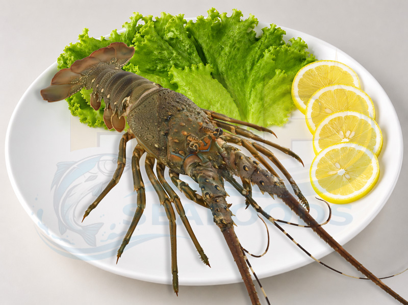 Tôm hùm xanh